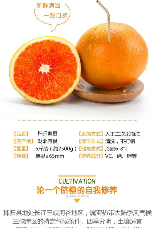 秭归脐橙，冬日里的一抹“中华红”