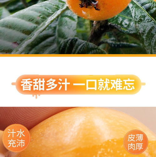 攀枝花高山枇杷 大自然的润喉良方