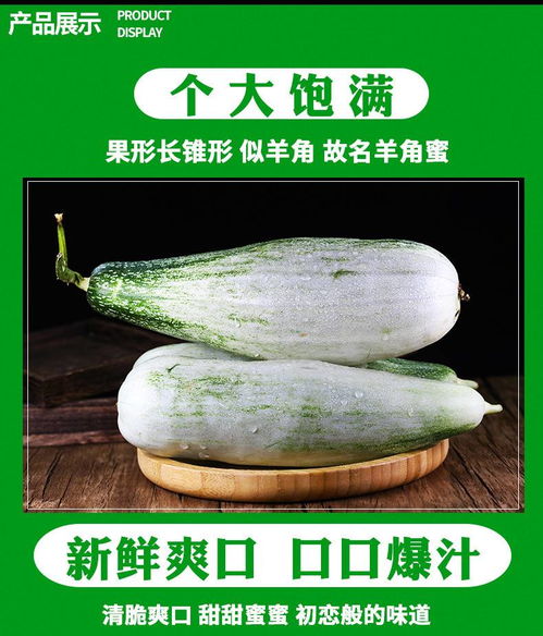 羊角蜜甜瓜 山东当季脆甜小香瓜，一口尽享初夏鲜甜